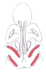 Ginnastica del neonato, fig. 2