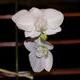 Phalaenopsis