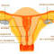 Utero.jpg