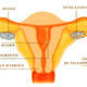 Utero.jpg