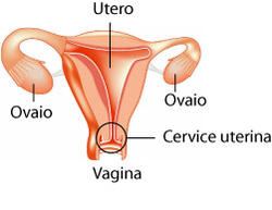cervice_uterina.jpg cervice_uterina.jpg