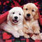 dog_039.jpg
