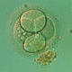 embrione_4cellule2.jpg