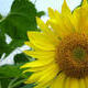 girasole.jpg