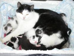 mamma_gatta.jpg mamma_gatta.jpg