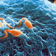 spermatozoi-penetrazione.jpg