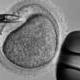 vitro-fecondazione.jpg