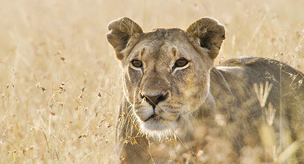 Immagine tratta dal documentario Earth, un giorno straordinario. Kochmedia Immagine tratta dal documentario Earth, un giorno straordinario. Kochmedia