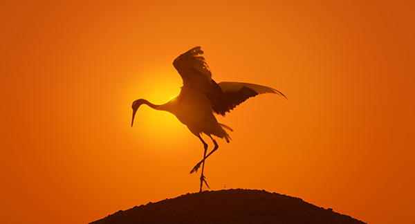 Immagine tratta dal documentario Earth, un giorno straordinario. Kochmedia Immagine tratta dal documentario Earth, un giorno straordinario. Kochmedia