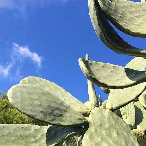 Immagine del fico d'india