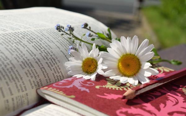 Il Maggio dei Libri 2016: immagine di libri e fiori Il Maggio dei Libri 2016: immagine di libri e fiori