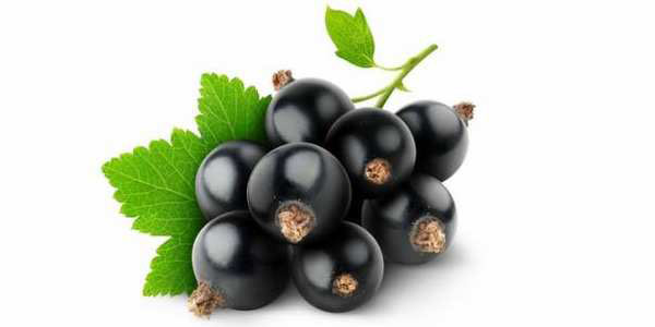 Immagine di ribes nero Immagine di ribes nero